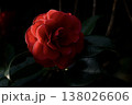 赤い椿 138026606