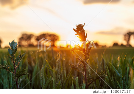 Nature in East Flanders 138027117
