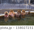 露天温泉で湯に浸かりながら毛繕いをして寛ぐ複数のニホンザル (北海道、函館市熱帯植物園) 138027231