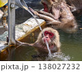 パイプから注がれる温泉のお湯を直接飲もうとするニホンザル (北海道、函館市熱帯植物園) 138027232