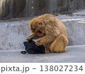 サル山で拾った人間の落とし物を両手で掴み興味津々に調べるニホンザル (北海道、函館市熱帯植物園) 138027234