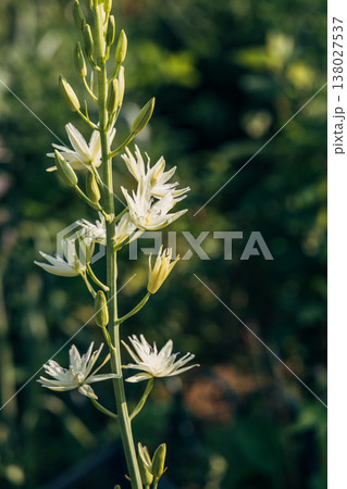 Camassia leichtlinii Caerulea flower in a garden 138027537