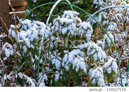 Rhododendron covered with frost and snow in winter Rhododendron covered with frost and snow in winter 138027538