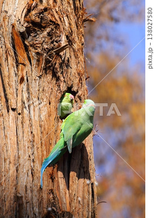 ワカケホンセイインコ 138027580