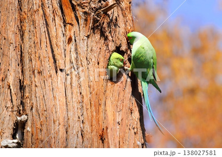 ワカケホンセイインコ 138027581