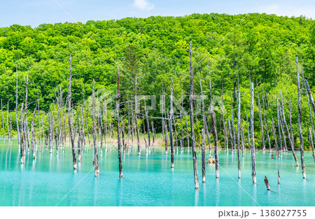 北海道美瑛町　夏の北海道　白金青い池 138027755