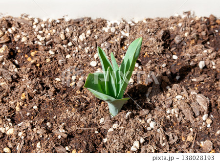 プランターで育てるチューリップの発芽（マンションのベランダ） 138028193