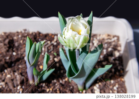 プランターで育てるチューリップ、発芽と開花（マンションのベランダ） 138028199