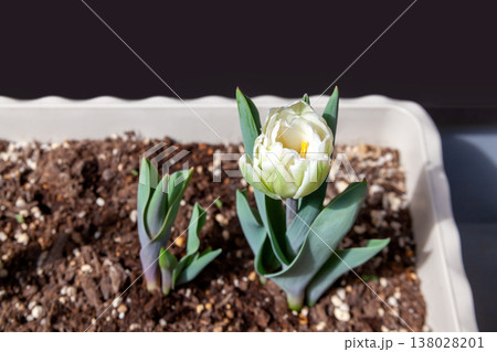プランターで育てるチューリップ、発芽と開花(マンションのベランダ) プランターで育てるチューリップ、発芽と開花(マンションのベランダ) 138028201