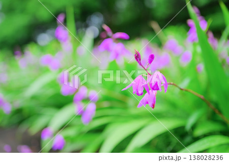 雨に濡れるシランの花と新緑の背景 138028236