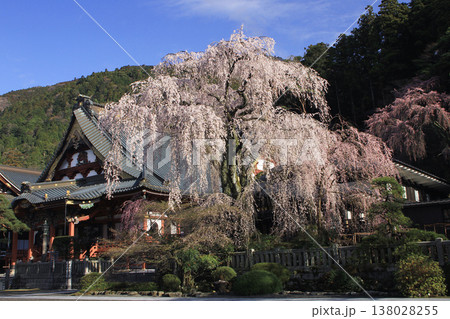 身延山久遠寺のしだれ桜 身延山久遠寺のしだれ桜 138028255