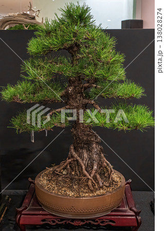 Potted bonsai tree Potted bonsai tree 138028274