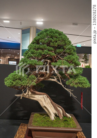 Potted bonsai tree Potted bonsai tree 138028278