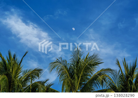 Coconut Palm Trees with Moon in Blue Sky Coconut Palm Trees with Moon in Blue Sky 138028290