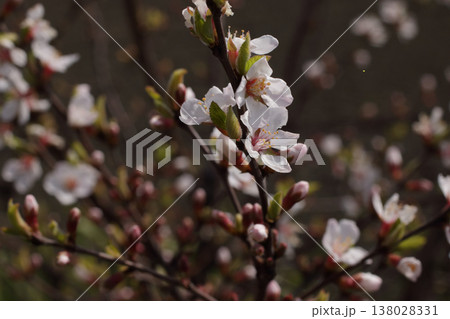 ユスラウメの花 ユスラウメの花 138028331