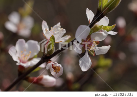 ユスラウメの花 ユスラウメの花 138028333