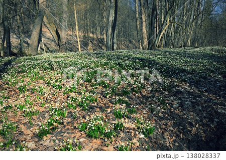 Spring snowflakes flowers. ( leucojum vernum carpaticum) Beautiful blooming flowers in forest with natural colored background. Spring snowflakes flowers. ( leucojum vernum carpaticum) Beautiful blooming flowers in forest with natural colored background. 138028337