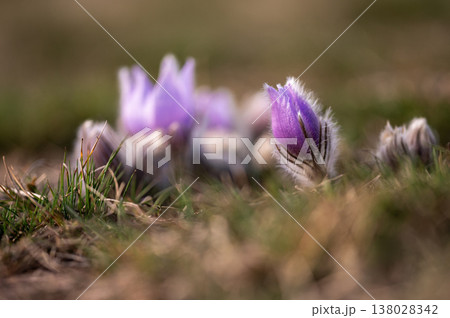 Beautiful spring background with blooming flower in meadow at sunset. Spring time and nature. Beautiful purple flower - pasqueflower (Pulsatilla grandis) Beautiful spring background with blooming flower in meadow at sunset. Spring time and nature. Beautiful purple flower - pasqueflower (Pulsatilla grandis) 138028342