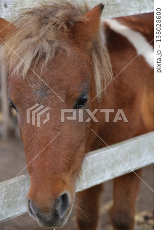 ウマ　顔 138028600