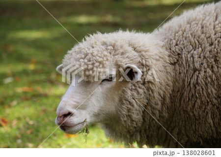 草を食む羊 138028601