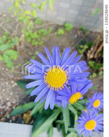 Blue and yellow flower Blue and yellow flower 138028640