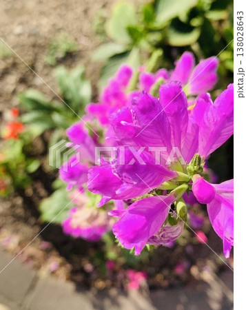 pink flowers in the garden 138028643
