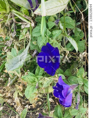 purple orchids in a garden 138028644