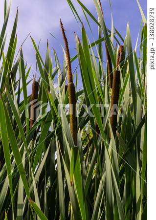 The broad-leaved bat Typha latifolia prefers marshy habitats, often inhabits the banks of ponds The broad-leaved bat Typha latifolia prefers marshy habitats, often inhabits the banks of ponds 138028739