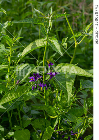 Bittersweet nightshade Solanum dulcamara flowers and buds with leaves. Place for text Bittersweet nightshade Solanum dulcamara flowers and buds with leaves. Place for text 138028741