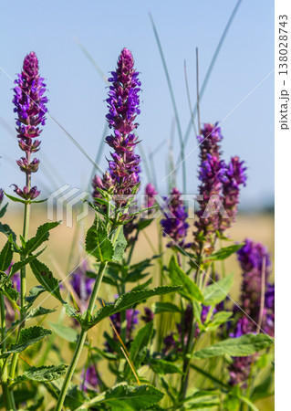 Salvia nemorosa, forest sage, beautiful bright color, violet blue flowers in bloom, muscadine flowering ornamental plants in the garden 138028743