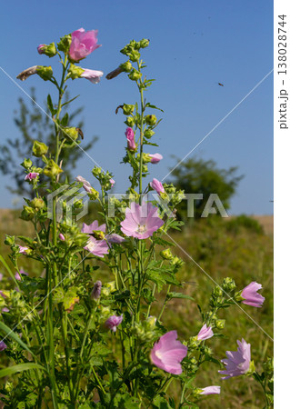 Close-up of beautiful flowers in the sun in spring. Malva common. Malva sylvestris. Common mallow Close-up of beautiful flowers in the sun in spring. Malva common. Malva sylvestris. Common mallow 138028744