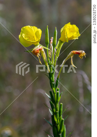 Yellow evening primrose Oenothera biennis, medicine plant for cosmetics, skin care and eczema 138028750