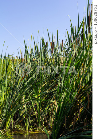The broad-leaved bat Typha latifolia prefers marshy habitats, often inhabits the banks of ponds The broad-leaved bat Typha latifolia prefers marshy habitats, often inhabits the banks of ponds 138028751