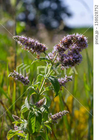 In the summer, long-leaved mint Mentha longifolia grows in the wild In the summer, long-leaved mint Mentha longifolia grows in the wild 138028752