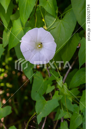 Field bindweed or Convolvulus arvensis European bindweed Creeping Jenny Possession vine herbaceous perennial plant with open and closed white flowers surrounded with dense green leaves 138028754