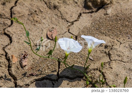 Field bindweed or Convolvulus arvensis European bindweed Creeping Jenny Possession vine herbaceous perennial plant with open and closed white flowers surrounded with dense green leaves 138028760