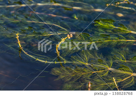 Ceratophyllum demersum aquatic plant in a stream 138028768