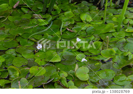 Hydrocharis morsus-ranae, frogbit, is a flowering plant belonging to the genus Hydrocharis in the family Hydrocharitaceae. It is a small floating plant resembling a small water lily Hydrocharis morsus-ranae, frogbit, is a flowering plant belonging to the genus Hydrocharis in the family Hydrocharitaceae. It is a small floating plant resembling a small water lily 138028769