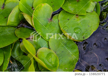Hydrocharis morsus-ranae, frogbit, is a flowering plant belonging to the genus Hydrocharis in the family Hydrocharitaceae. It is a small floating plant resembling a small water lily Hydrocharis morsus-ranae, frogbit, is a flowering plant belonging to the genus Hydrocharis in the family Hydrocharitaceae. It is a small floating plant resembling a small water lily 138028771