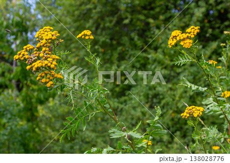Tansy Tanacetum vulgare wild plant in summer 138028776
