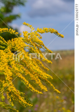 Canadian goldenrod, cluster of small yellow flower heads, close up. Solidago canadensis or brendiae is an ornamental perennial herb, herbaceous flowering plant of the family Asteraceae, Compositae Canadian goldenrod, cluster of small yellow flower heads, close up. Solidago canadensis or brendiae is an ornamental perennial herb, herbaceous flowering plant of the family Asteraceae, Compositae 138028777
