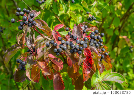 Cornus sanguinea is a perennial plant of the sod family. A tall shrub with small flowers and black inedible berries. Turf-well is grown as an ornamental plant Cornus sanguinea is a perennial plant of the sod family. A tall shrub with small flowers and black inedible berries. Turf-well is grown as an ornamental plant 138028780