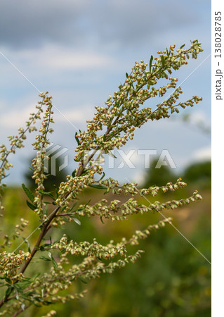 Artemisia vulgaris common mugwort allergen flowering Artemisia vulgaris common mugwort allergen flowering 138028785