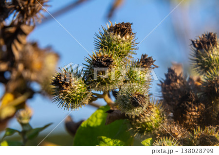 fresh leaves and purple flowers of Arctium lappa plant fresh leaves and purple flowers of Arctium lappa plant 138028799