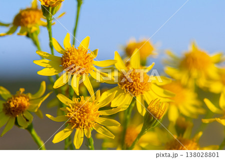 Wild plant Jacobaea vulgaris in the forest meadow. Known as ragwort, stinking Willie or tansy ragwort. Yellow delicate flower on a green background 138028801