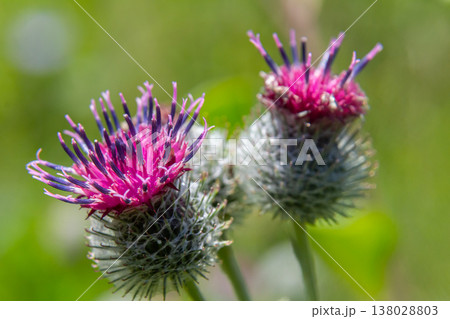 Arctium tomentosum, commonly known as the woolly burdock is a species of burdock belonging to the family Asteraceae 138028803