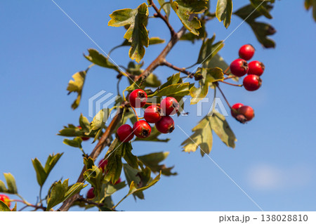 clusters of red fruits Crataegus coccinata tree close up 138028810