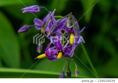 Bittersweet nightshade Solanum dulcamara flowers and buds with leaves. Place for text 138028834
