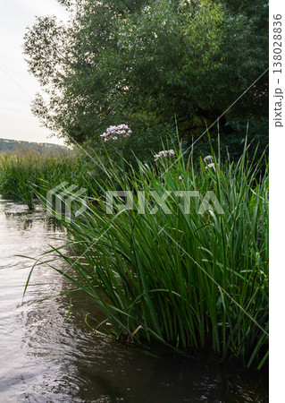 Photo butomus umbellatus flower burchardia, macro photo, forest water lily flower, summer spring, botany, background pink 138028836