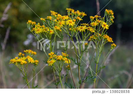 Wild plant Jacobaea vulgaris in the forest meadow. Known as ragwort, stinking Willie or tansy ragwort. Yellow delicate flower on a green background Wild plant Jacobaea vulgaris in the forest meadow. Known as ragwort, stinking Willie or tansy ragwort. Yellow delicate flower on a green background 138028838